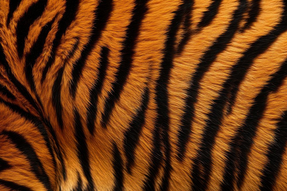 Top view photo of a tiger pattern clothing wildlife apparel.