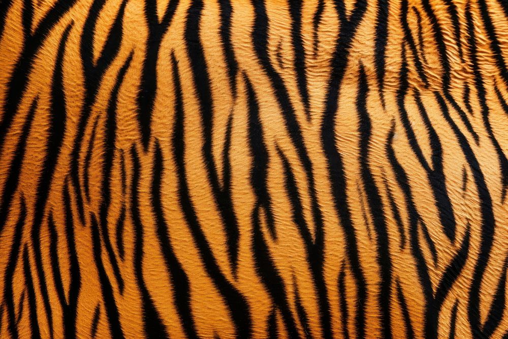 Top view photo of a tiger pattern texture wildlife clothing.