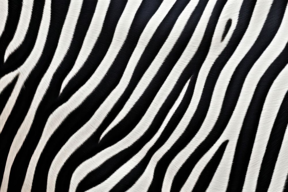 Top view photo of a zebra pattern wildlife animal mammal.