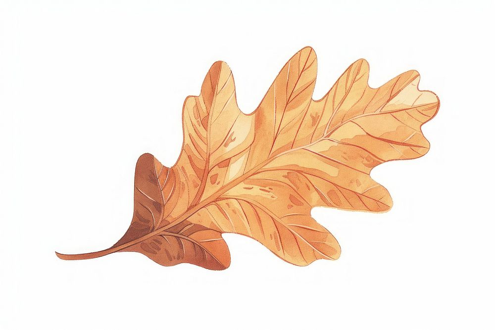 Oak leaf flat illustration vegetable produce animal.