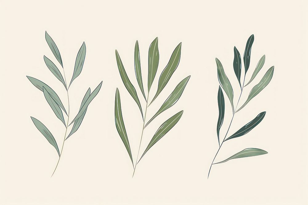 Olive leaf flat illustration art vegetation herbal.