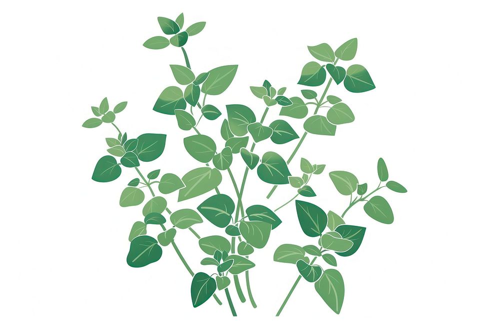 Oregano flat illustration herbal herbs plant.