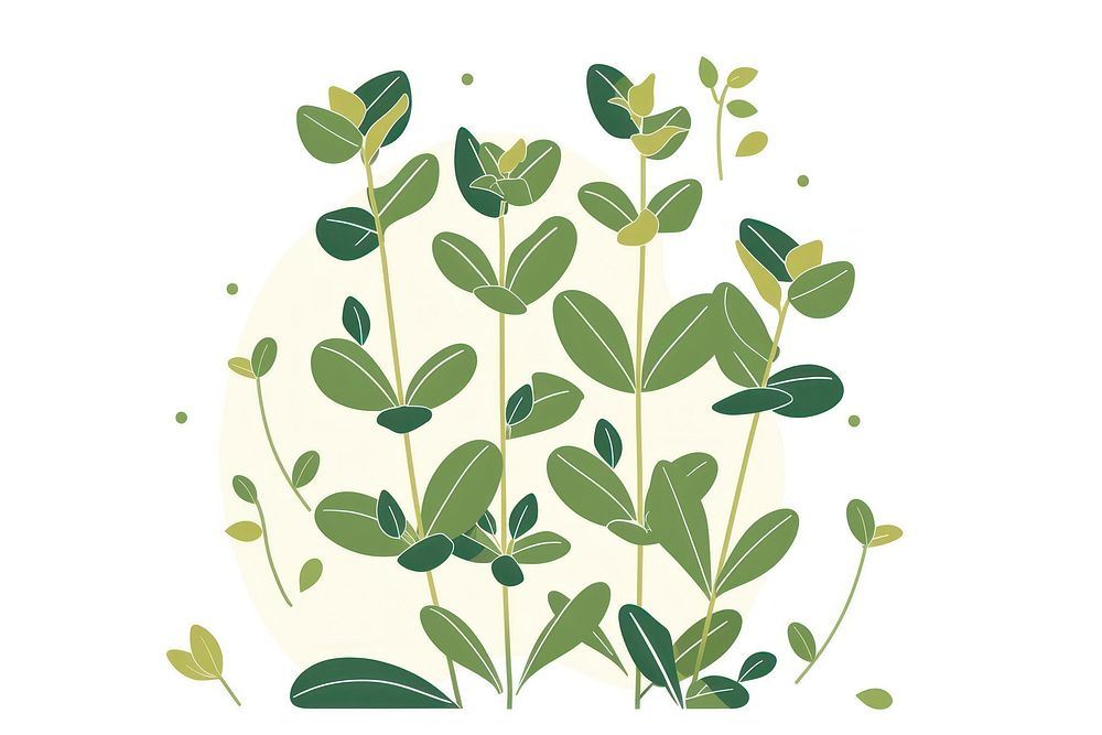 Oregano plant flat illustration art astragalus vegetation.