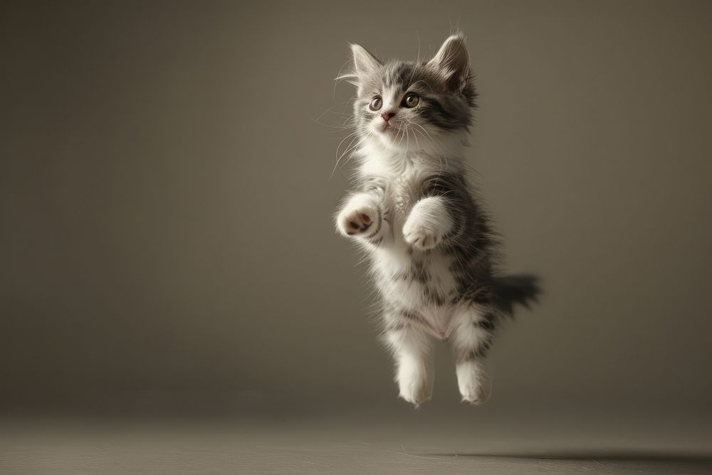 Levitating cat animal kitten mammal.
