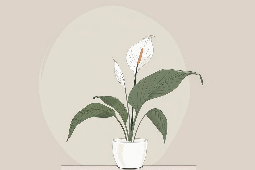 Peace Lily flat illustration anthurium blossom ikebana.
