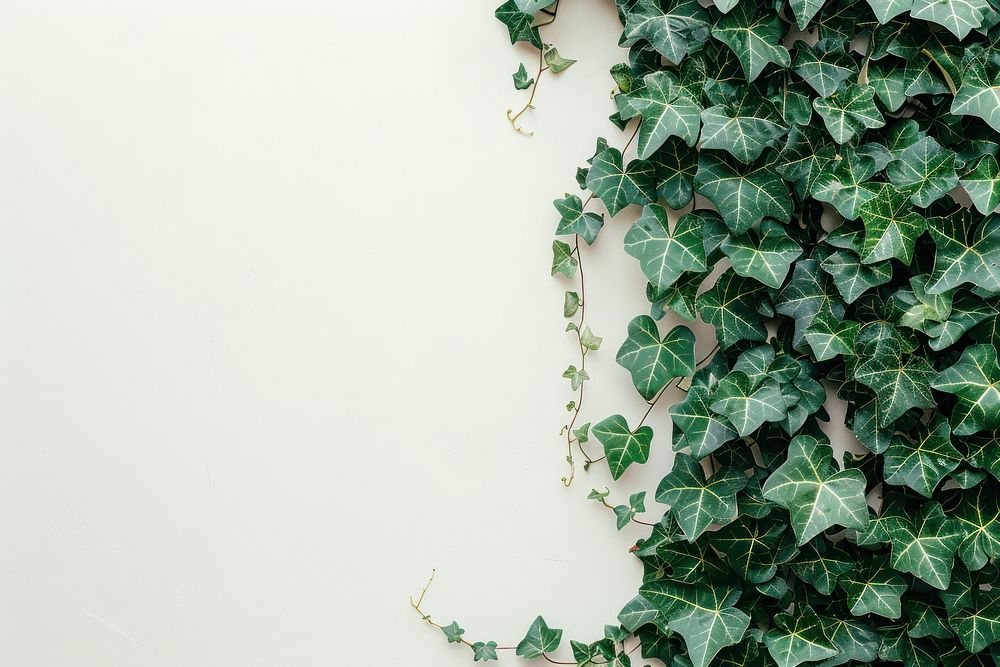 Climbing wall of ivy plant vine leaf.