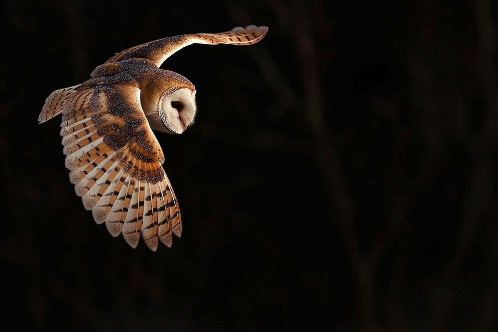 Barn owl reptile animal flying.