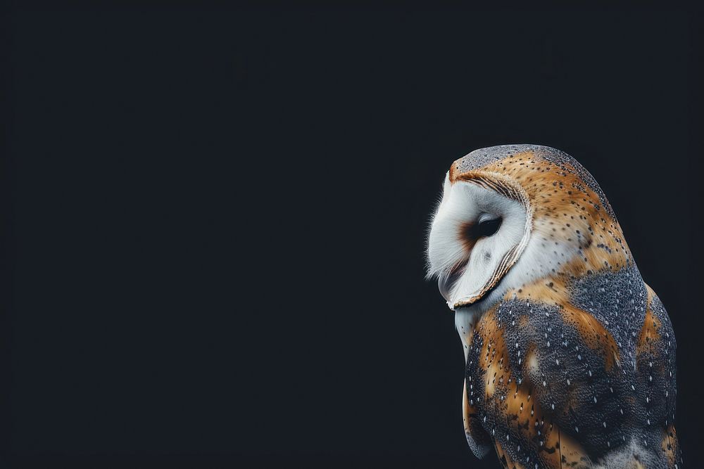 Barn owl animal bird beak.