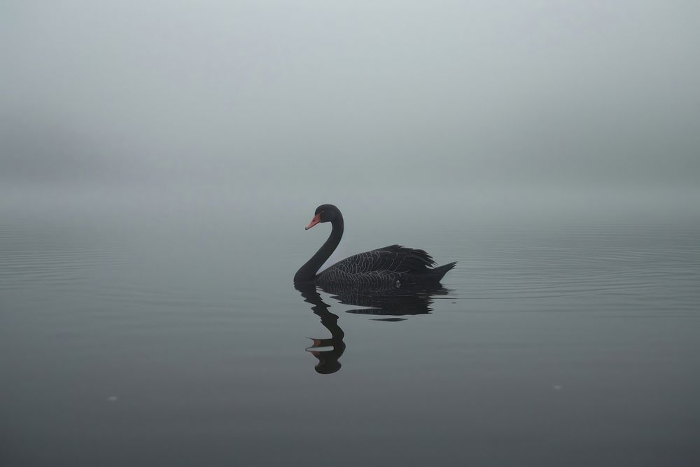 Black swan in a Lake waterfowl animal bird.