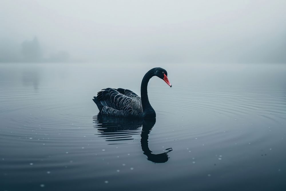 Black swan in a Lake waterfowl outdoors animal.