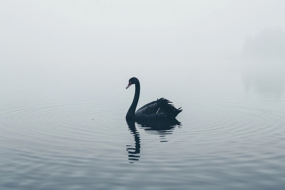 Black swan in a Lake waterfowl outdoors nature.
