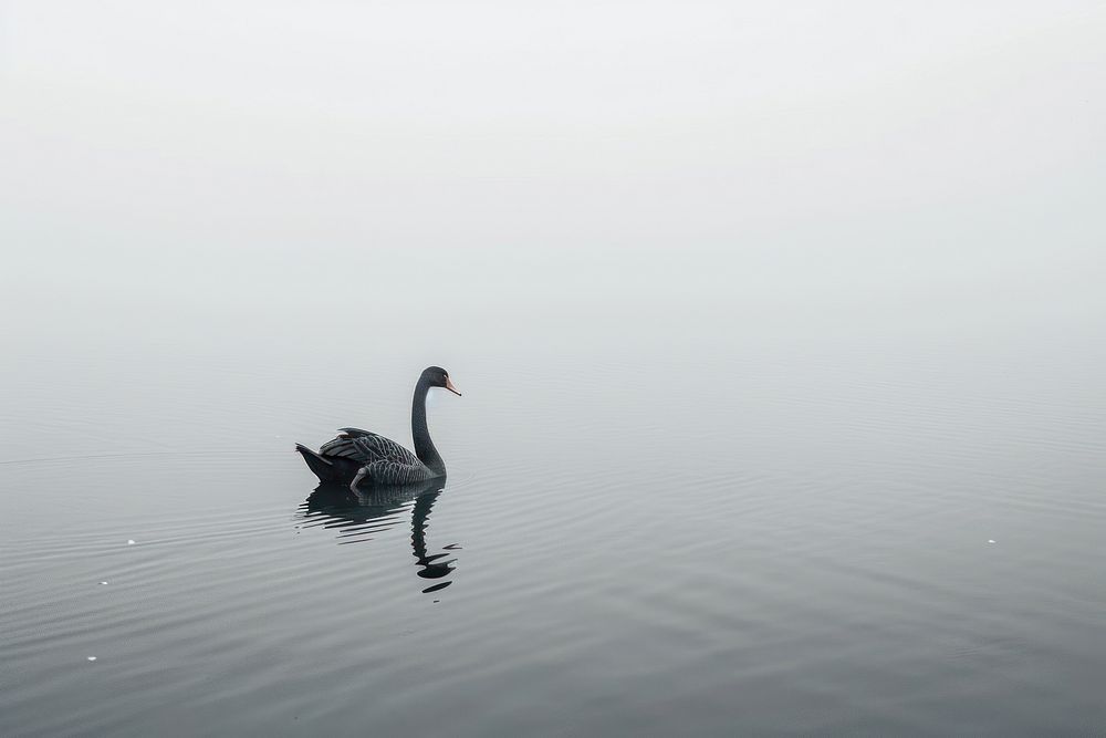 Black swan in a Lake waterfowl outdoors animal.