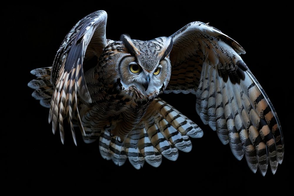 Flying owl animal bird beak.
