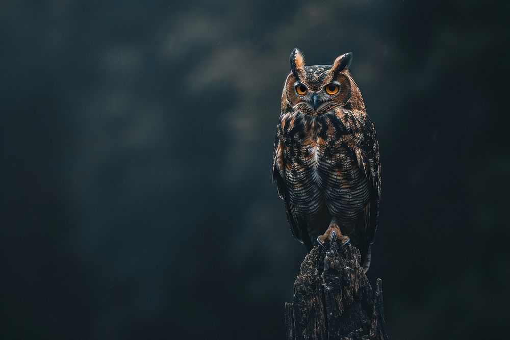 Owl owl animal beak.