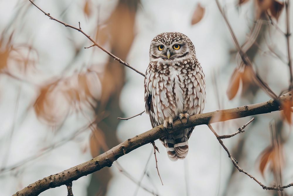 Owl perching on branch animal bird beak.