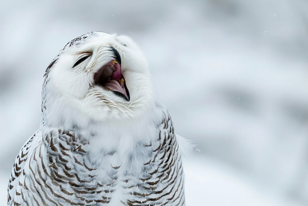 Snowy owl yawning animal beak bird.