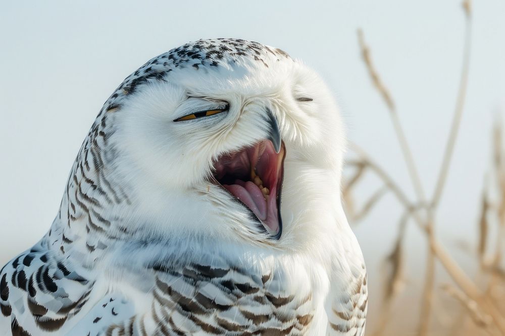 Snowy owl yawning animal beak bird.