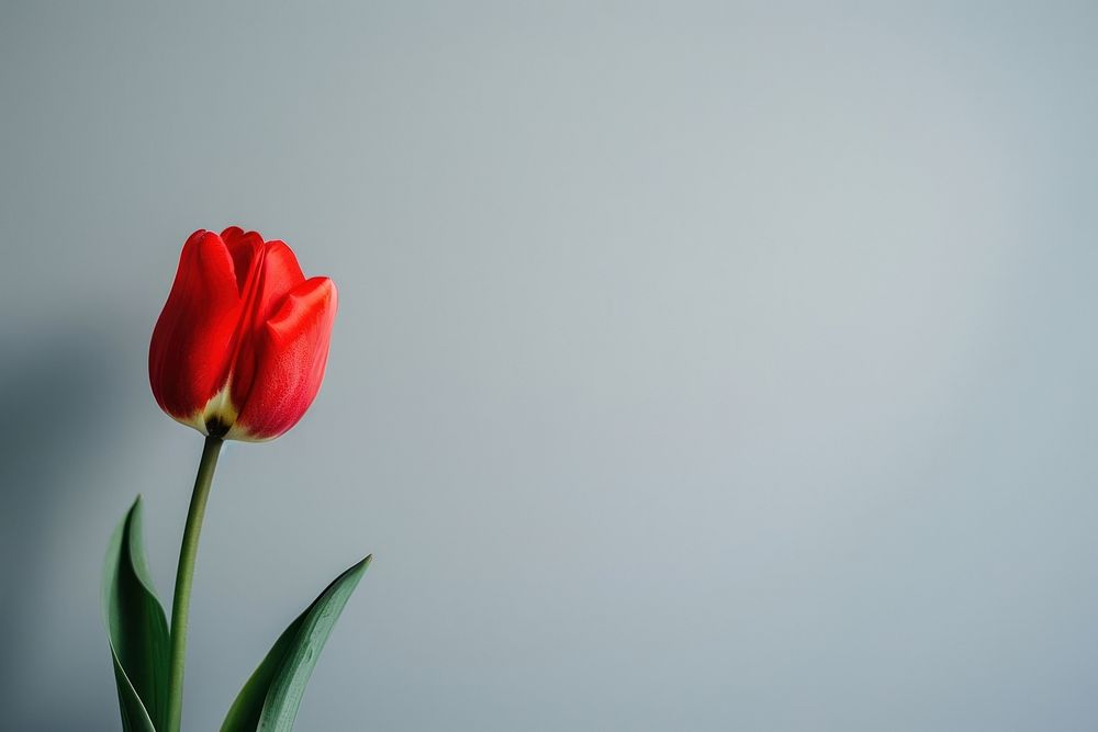 Red tulip blossom flower plant.