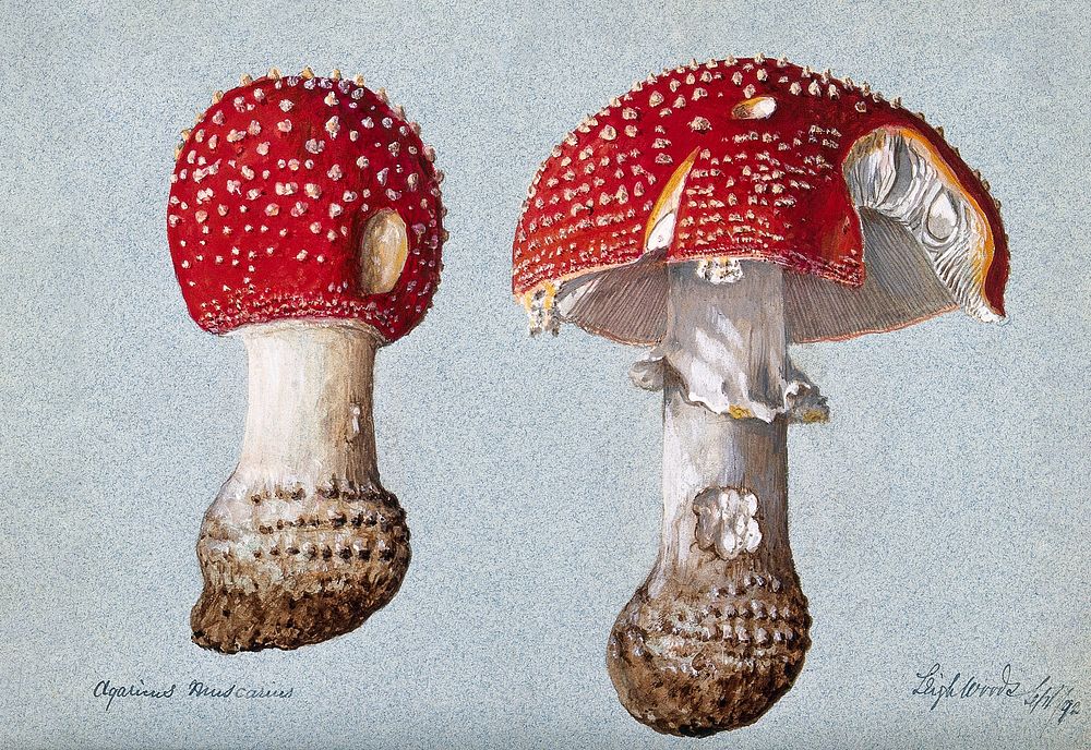 The fly agaric fungus (Amanita muscaria): two fruiting bodies. Watercolour, 1892. Original public domain image from Wellcome…