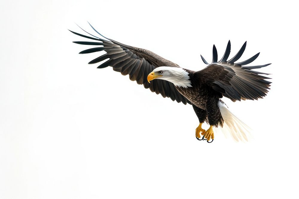 Bald eagle background flying white.