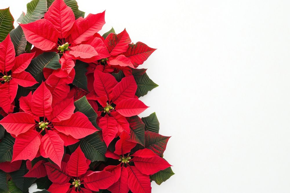 Red poinsettia flower border flowers leaves petals.