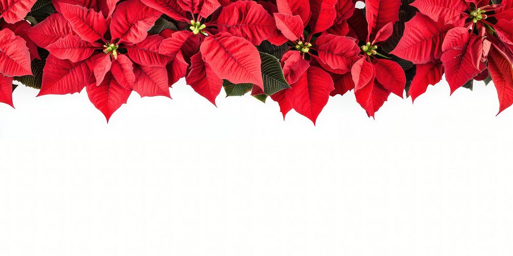 Red poinsettia flower border flowers background leaves.