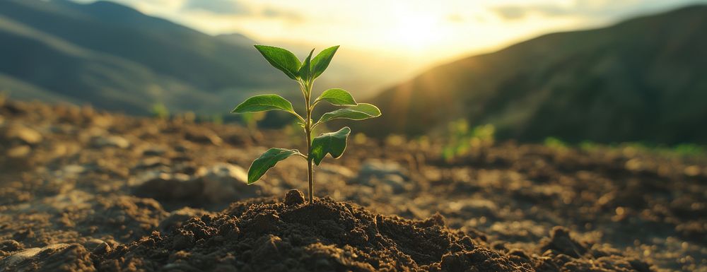 Plant soil landscape outdoors.