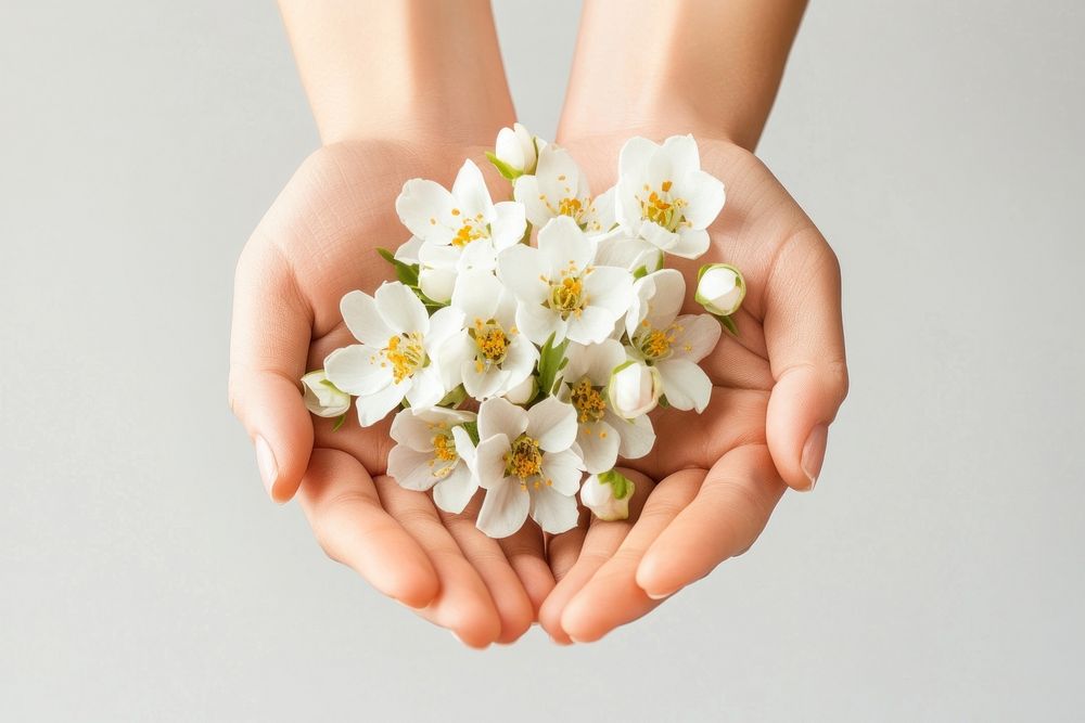 Person holding white flowers hands blossoms person.