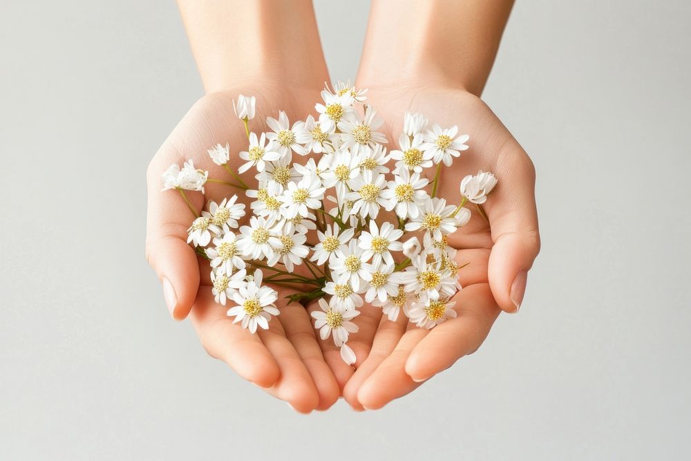 Person holding white flowers hands daisies person.