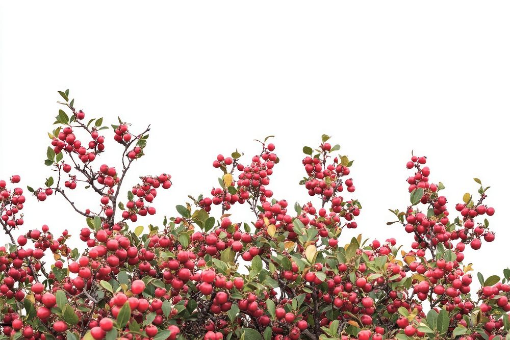 Real Barberries bush berry fruit photography.