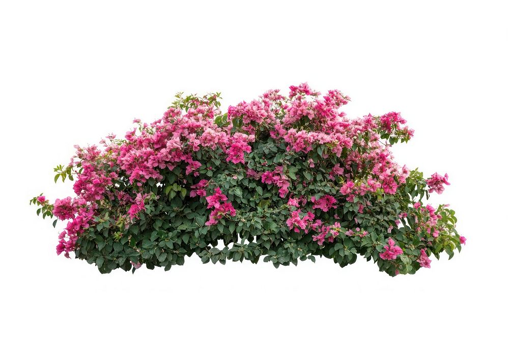 Real Bougainvillea bush border bougainvillea outdoors flowers.