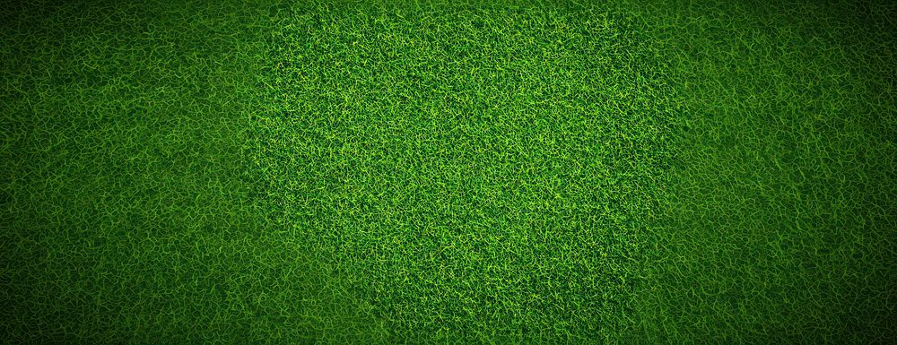 Green grass texture background surface lawn vegetation.