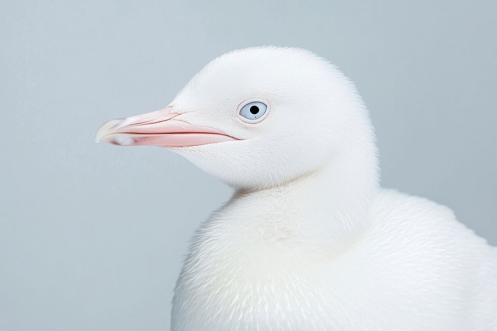 Background bird photography minimalist.