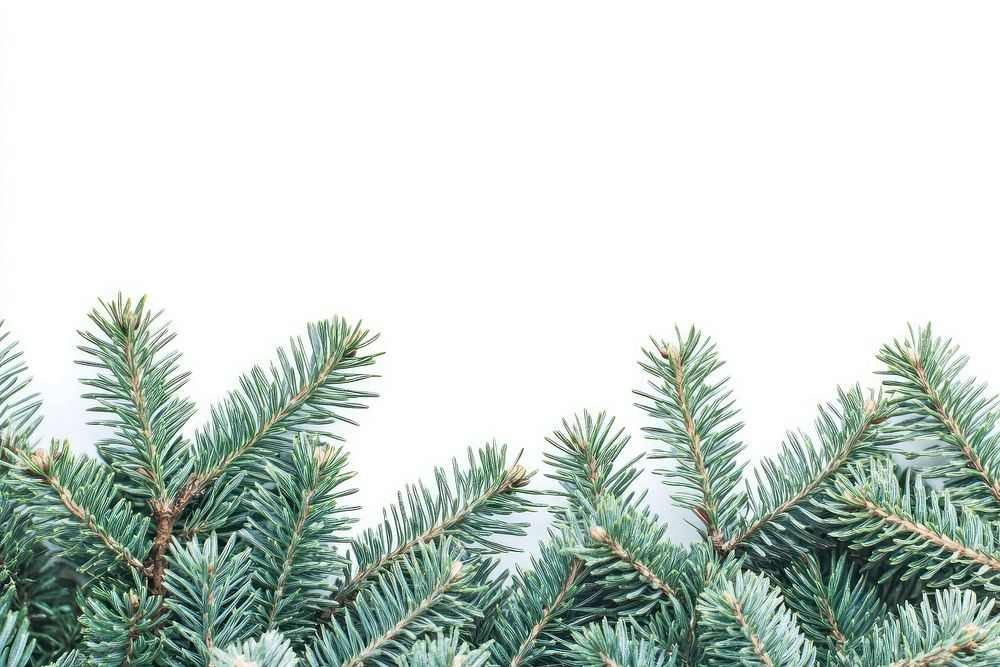 A christmas tree branch bottom border background branches pine.