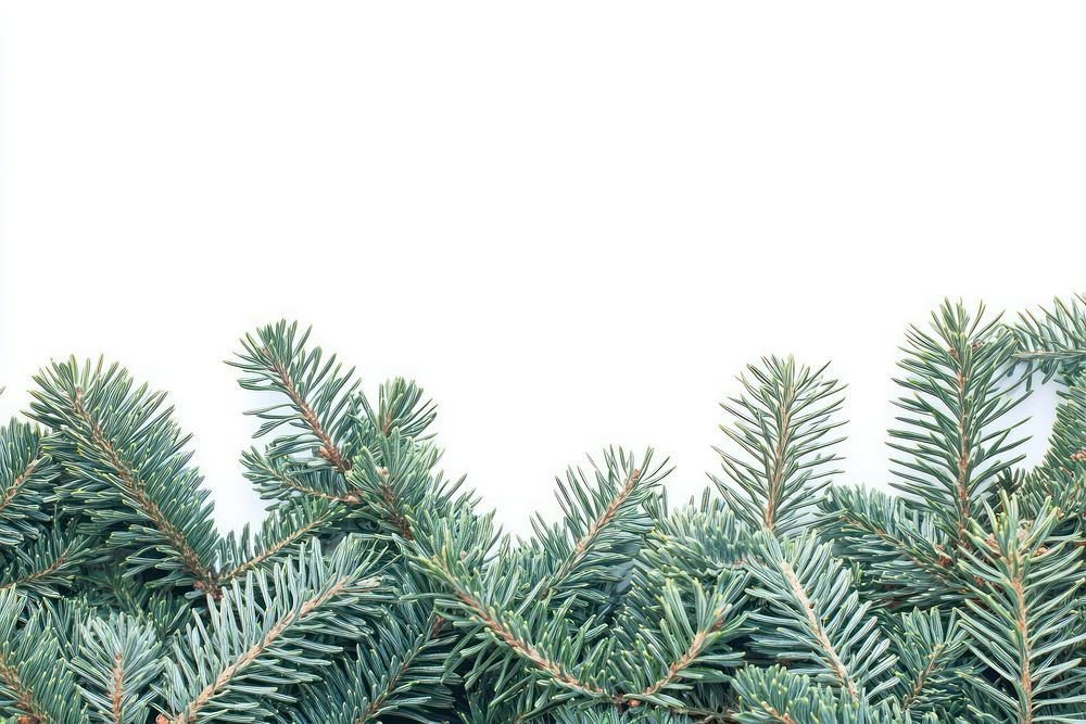 A christmas tree branch bottom border background branches winter.