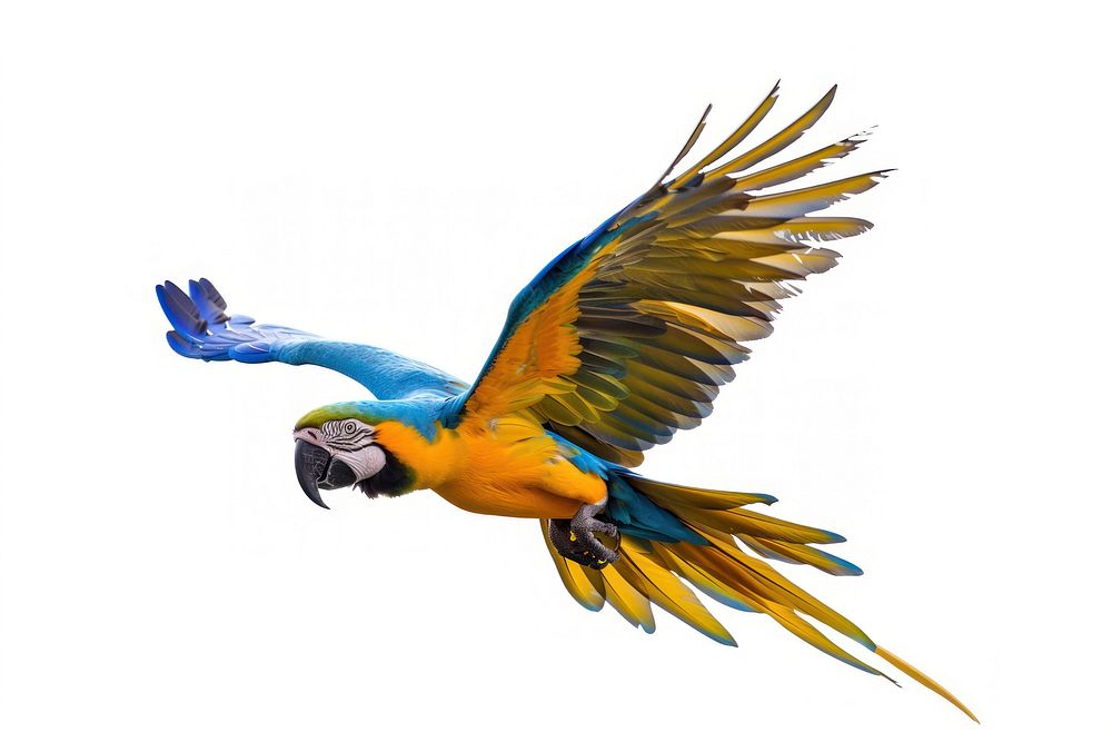 Macaw flying parrot bird photography.