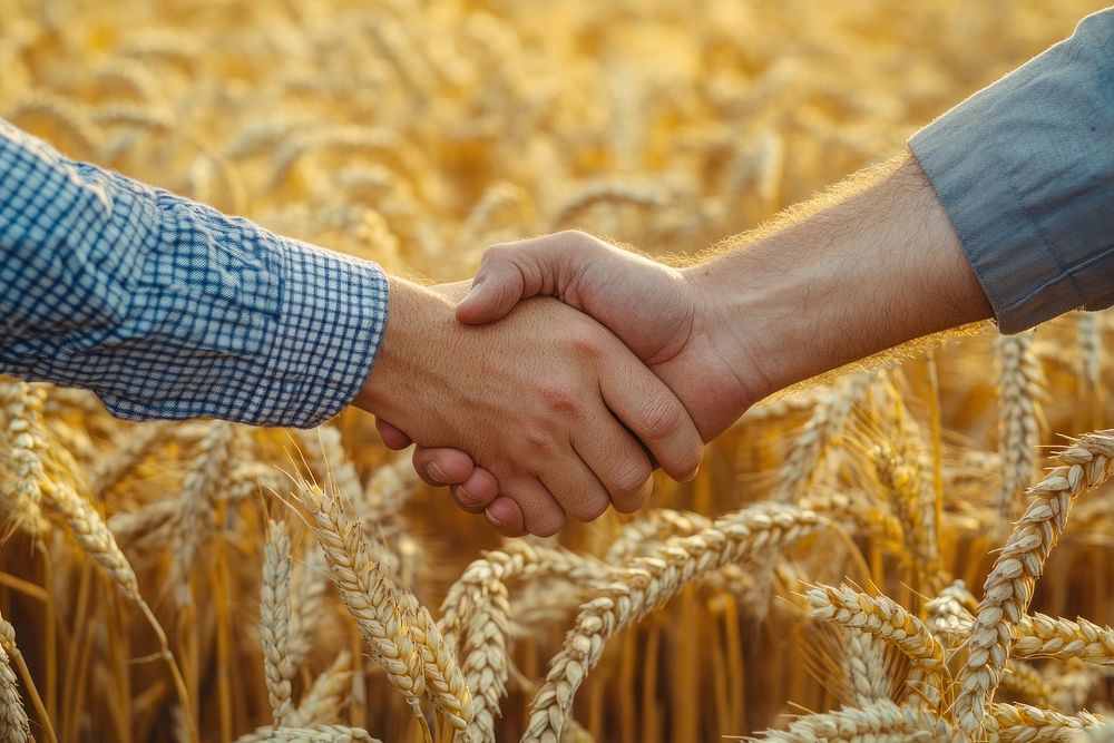 Two farmers shake hands wheat field collaboration.