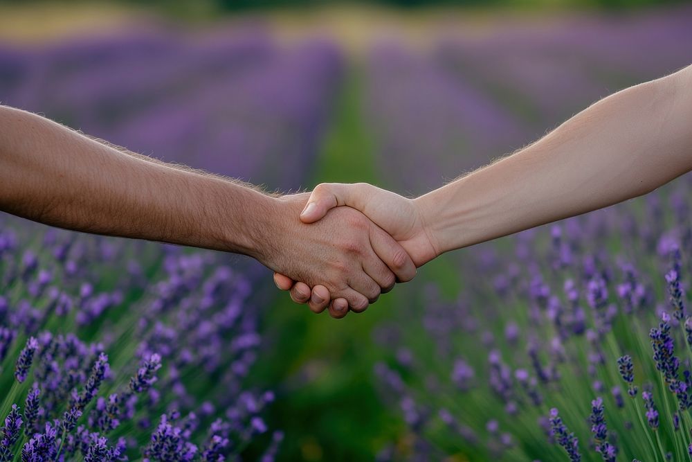 Two farmers shake hands lavender flower field.