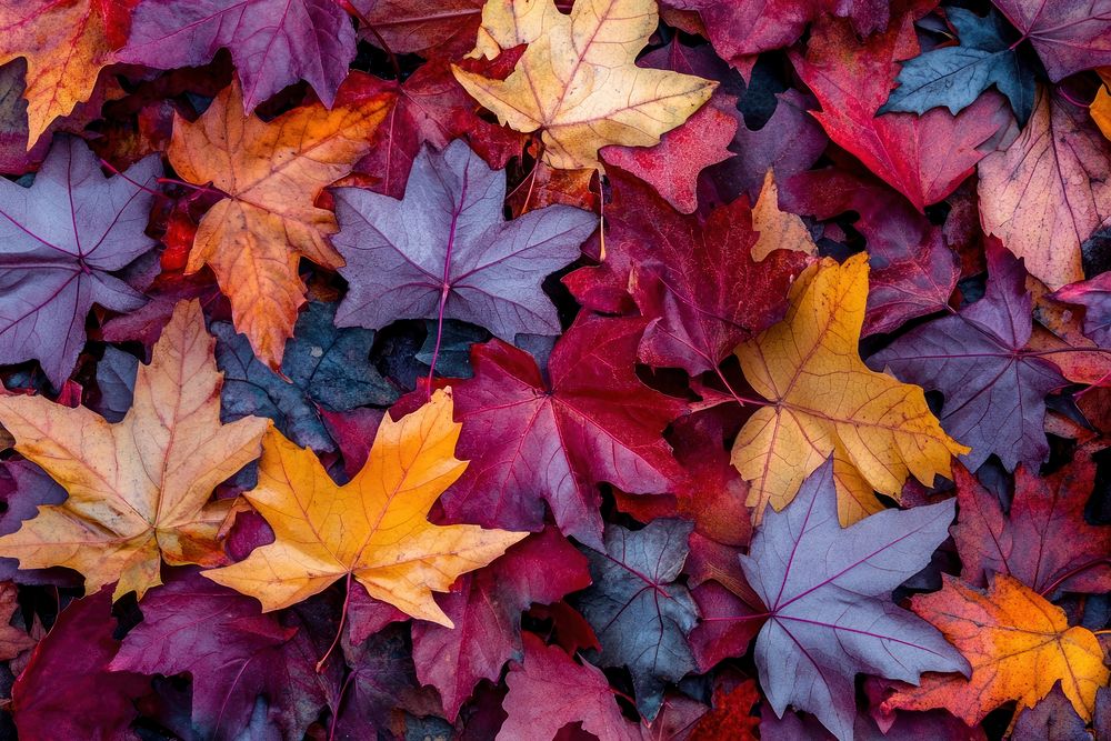 Colorful autumn leaves leaf background colorful.