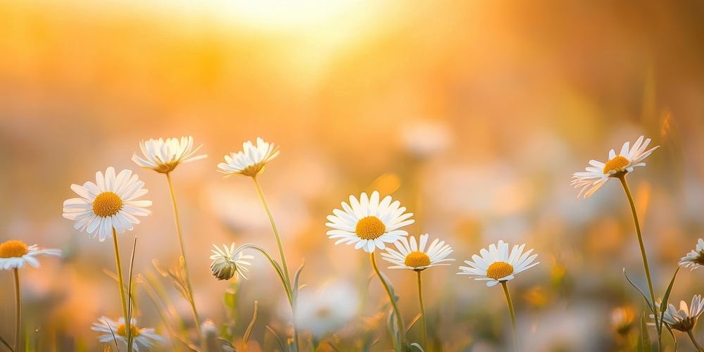 Daisies field sunlight daisies flowers.