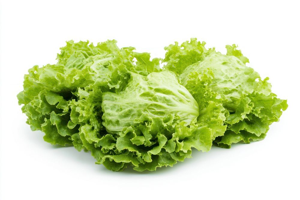 Lettuces vegetable lettuce produce.