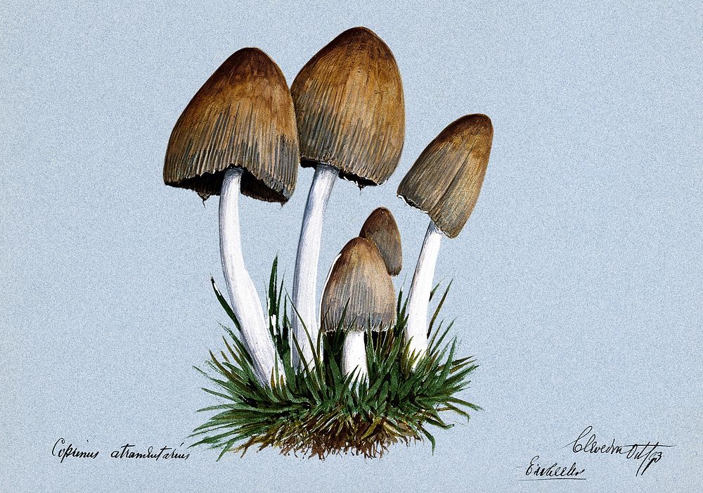 A fungus (Coprinus atramentarius): five fruiting bodies in grass. Watercolour by E. Wheeler, 1893. Original public domain…