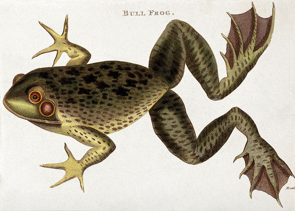 A bull frog. Coloured etching by J. Heath, 1802. Original public domain image from Wellcome Collection. Digitally enhanced…