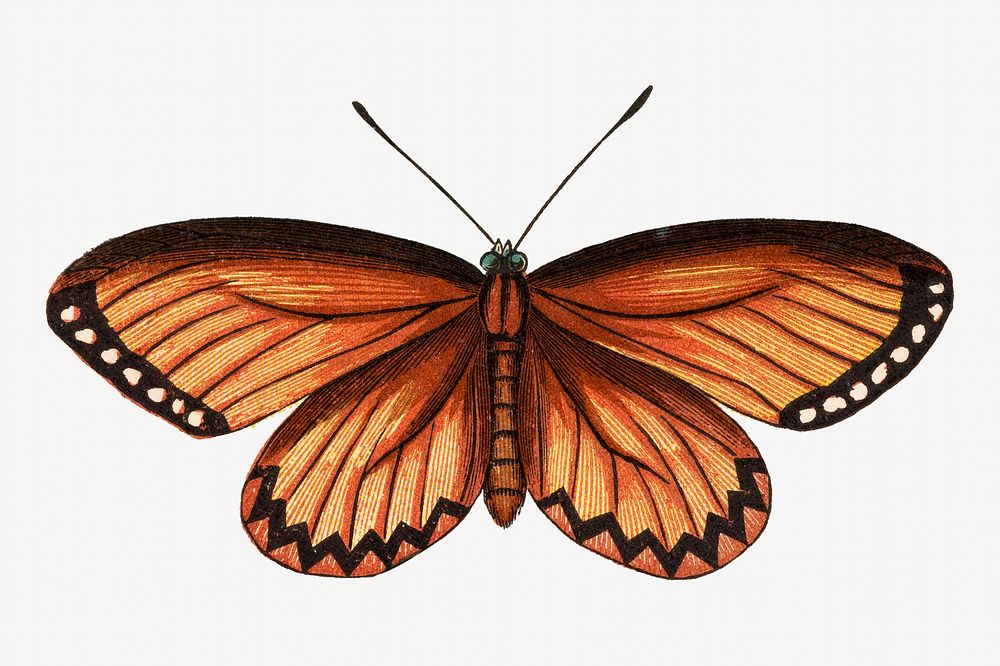 Vintage Acraea Vesta butterfly illustration. Remixed by rawpixel. 