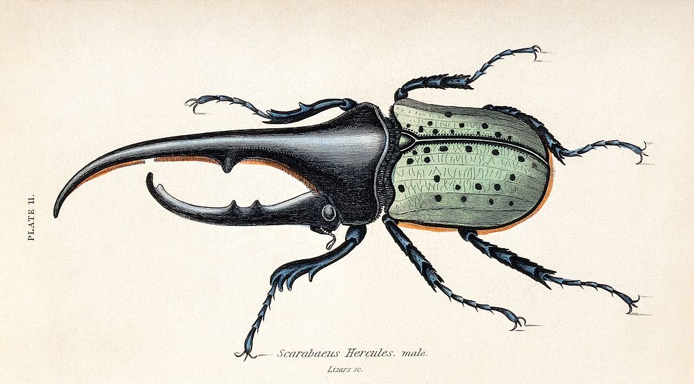 Amale scarabaeus beetle. coloured engraving by W. H. Lizars. Digitally enhanced by rawpixel.