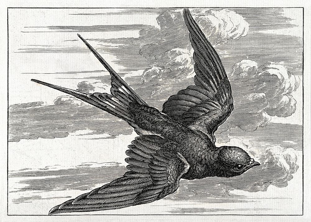 A swallow in flight. Engraving, ca. 1690, after F. Barlow. Digitally enhanced by rawpixel.