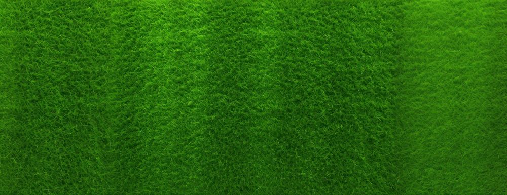 Green grass texture background green lush green grass.