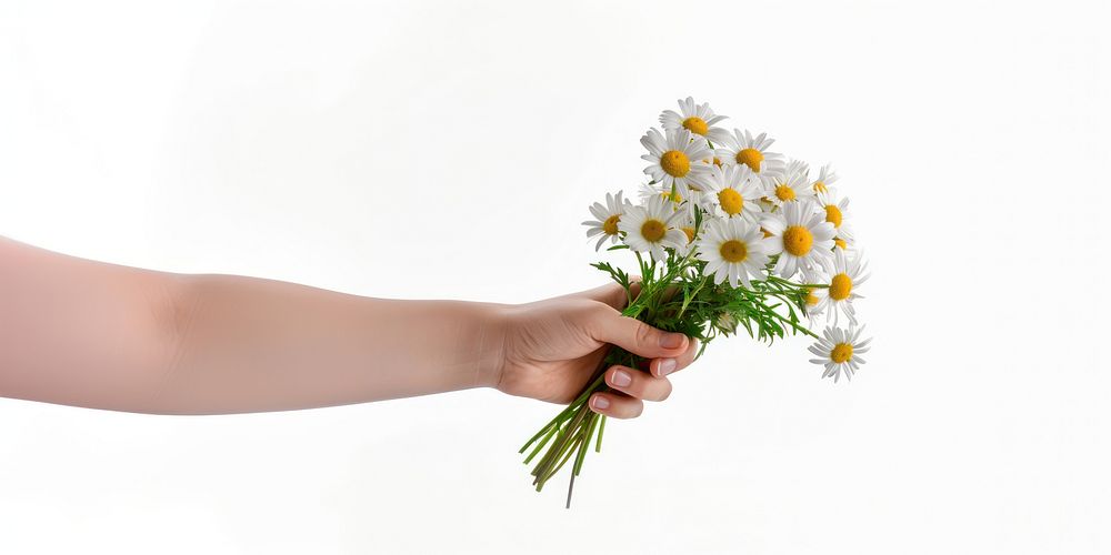 Hand holding out daisy daisies flowers background.