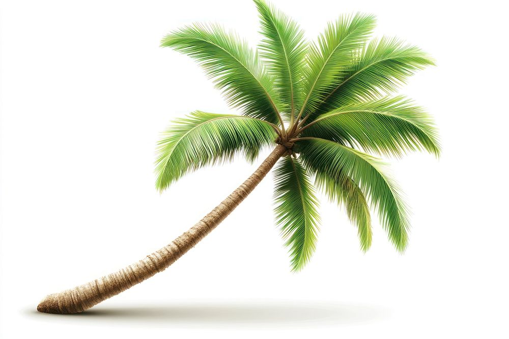 A single coconut palm tree leaves plant green.