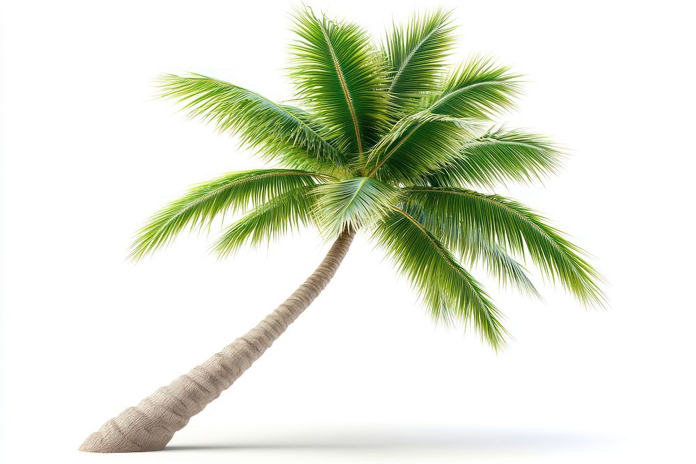 A single coconut palm tree leaves green leaf.